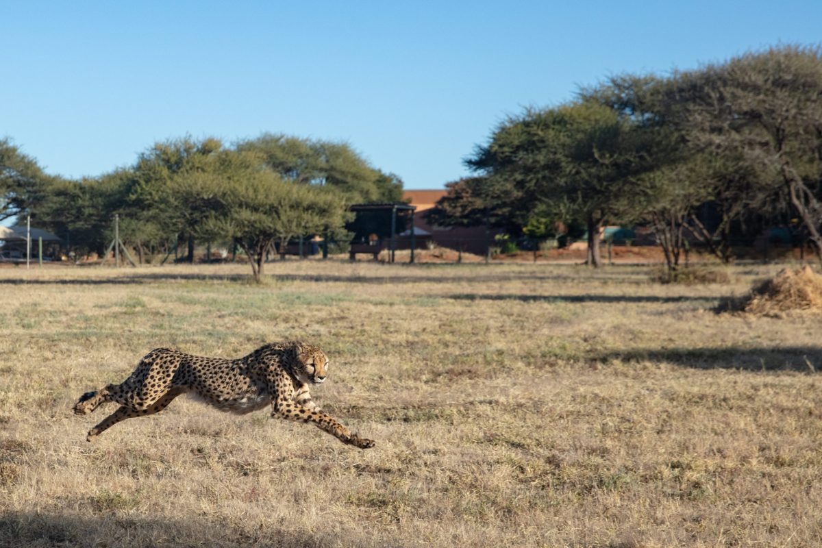 A cheetah running at the Cheetah Conservation Fund