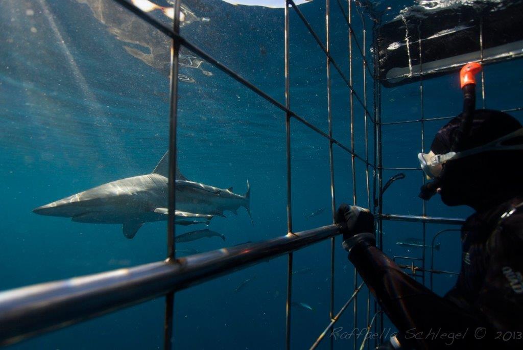 A diver in a diving tank alongside a shark