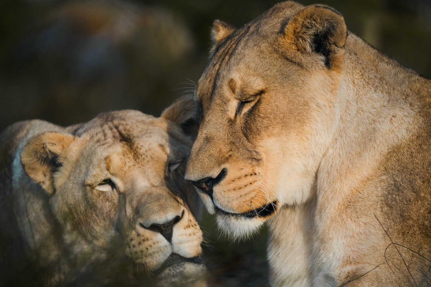 Two photos of Achilles and Jubatus the lions