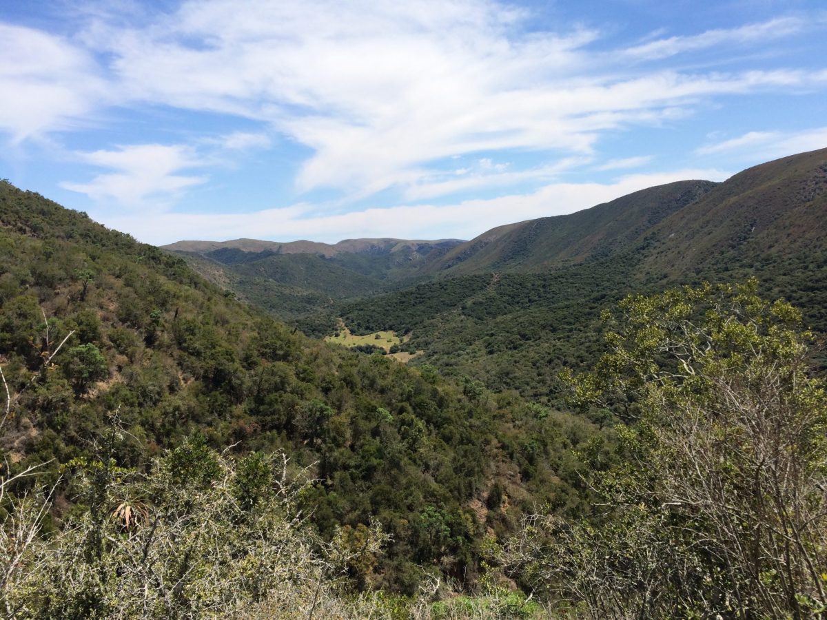 Addo Elephant View