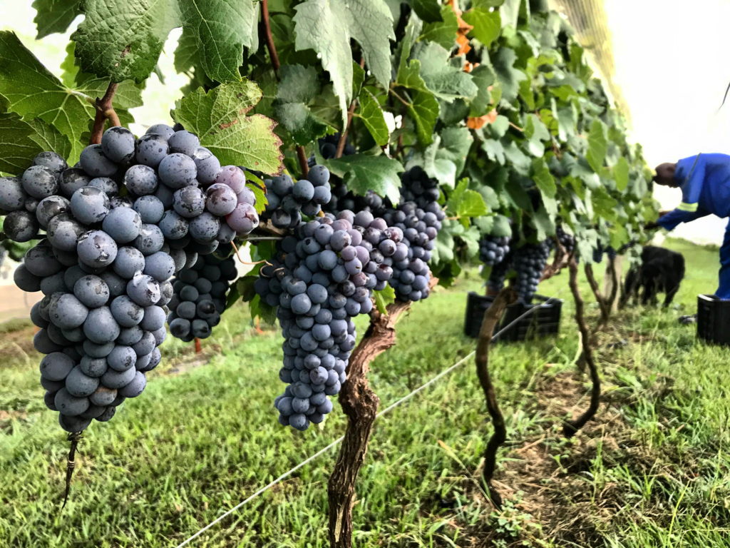 A vine of grapes on grape trees