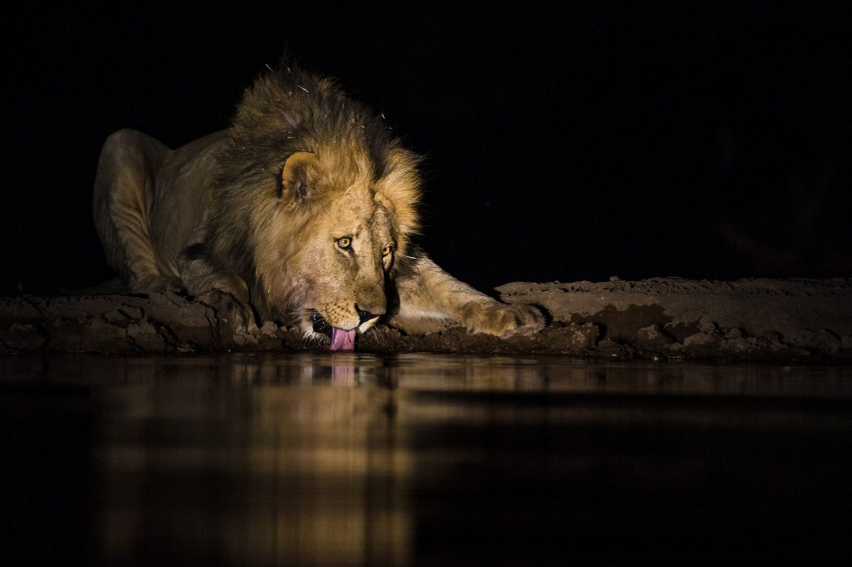 A lion drining water out a dam