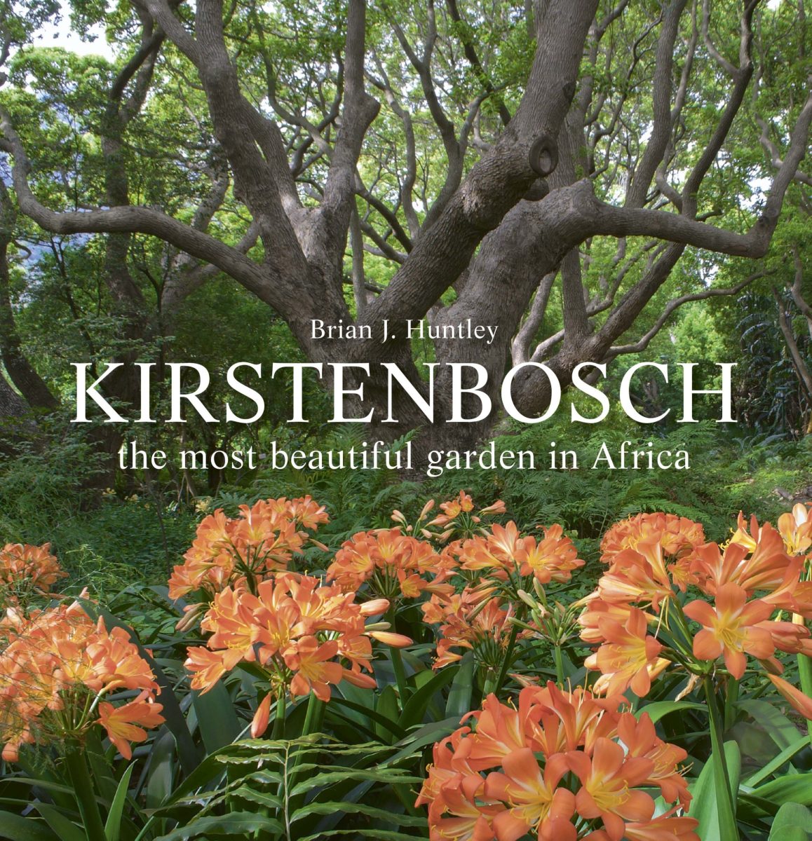 A photo taken of the flowers at Kirstenbosch gardens